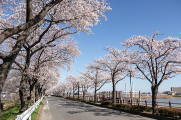 伊佐沼の桜並木 川越市