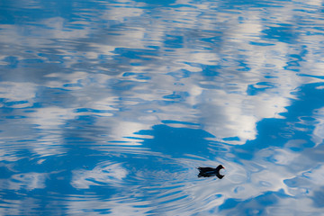 Wolkenspiegelungen und ein Teichhuhn auf der Gewässeroberfläche