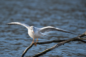 Eine Lachmöwe beim Balanceakt