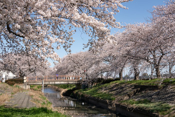 伊佐沼公園の桜 川越市