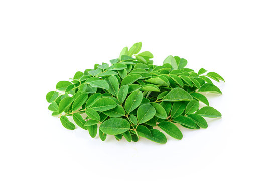 Fresh moringa leaf on white background