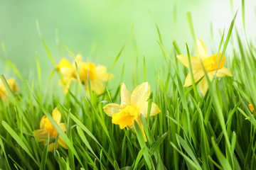 Bright spring grass and daffodils with dew against blurred background