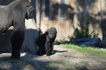 Gorilla in the Zoo