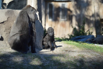 Gorilla in the Zoo
