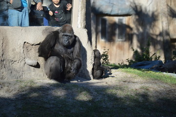 Gorilla in the Zoo