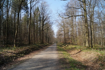 Fototapeta premium Waldweg