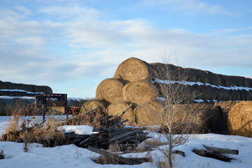 Large Stacks of Hay Bails on a Snowy Farm Field in Winter