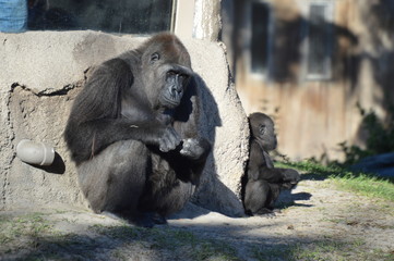 Gorilla in the Zoo
