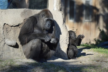 Gorilla in the Zoo