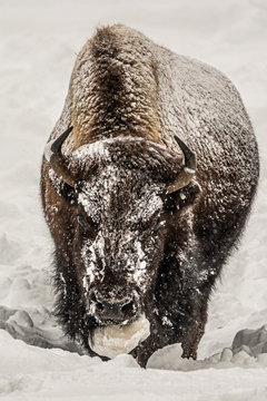 Bisonte innevato, parco nazionale dello Yellowstone in inverno