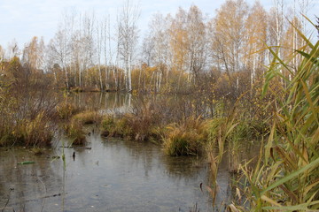 swampy lake reservoir overgrown with grass in bushes impassable forest in autumn for hunting