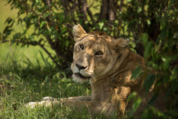 Female African Lion looking at Camera