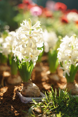 Colorful hyacinth flower