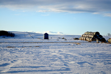 Large Stacks of Hay Bails on a Snowy Farm Field in Winter