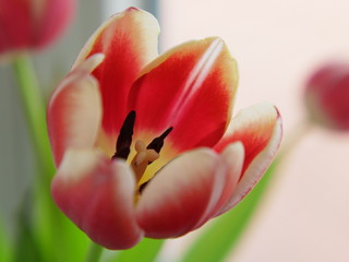 Blume - Tulpe