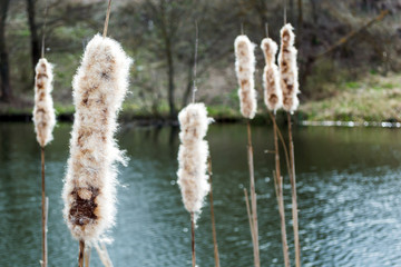 Bulrush on the river