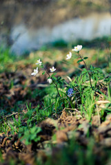 Little first spring flowers of snowdrops bloom outdoors in the spring