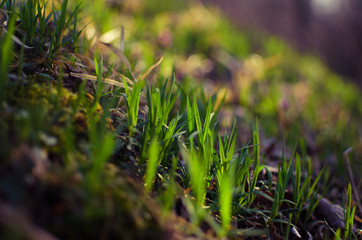 couch grass green grass grows outdoors with dew