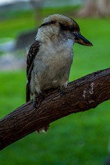An Australian Kookaburra sitting on a branch in a park in Sydney, Australia at a hot and sunny day in summer.