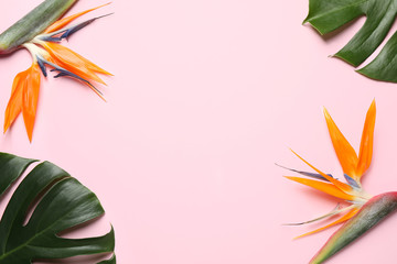 Flat lay composition with Bird of Paradise tropical flowers on pink background, space for text