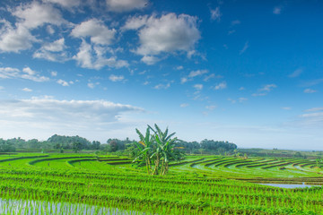 Fototapeta na wymiar a vast expanse of rice fields and beautiful views in north bengkulu, indonesia
