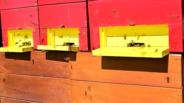 Honey bees landing on bee hive on suny early spring day	