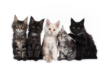 Row of five Maine Coon cat kittens, sitting beside each other on a row. Al looking towards camera. Isolated on white background.