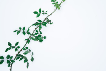 Green leaves on white background. Flat lay, top view, space.