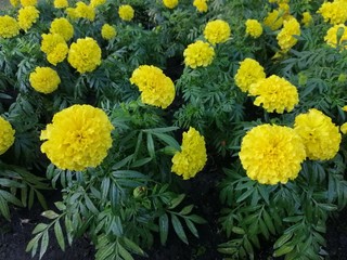  Beautiful light yellow marigold flowers that look fresh and comfortable to the eyes.