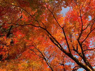 tree in autumn