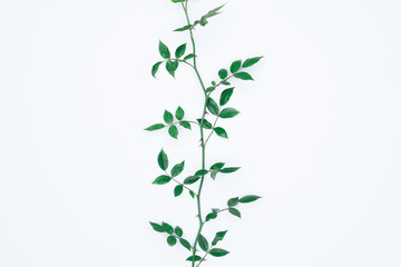Green leaves on white background. Flat lay, top view, space.