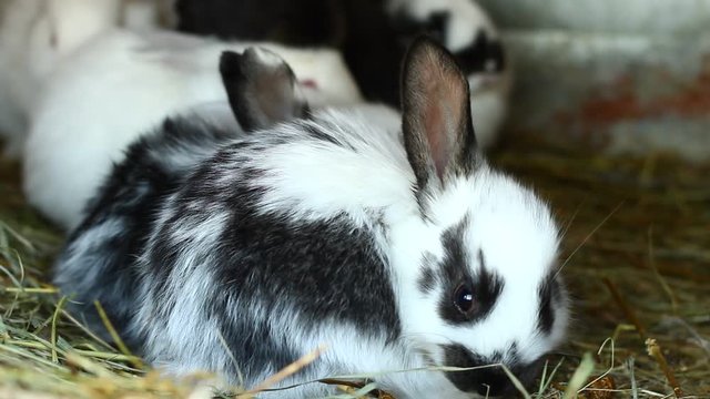 a small fluffy multicolored rabbit in a cage. Nest of small rabbits, a young brood of rabbits in the spring season. Pets