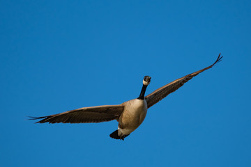 Kanadagans im Flug gen blauen Himmel