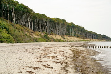 Gespensterwald Küste Ostsee bei Nienhagen