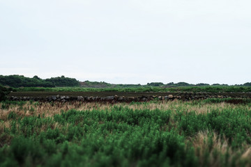 Fototapeta premium Stone wall in Jeju Island, South Korea. There are many stone walls on Jeju Island.