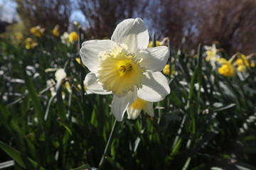 white flowers in garden