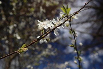 branch of a tree in spring