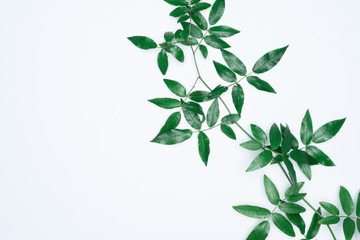 Green leaves on white background. Flat lay, top view, space.