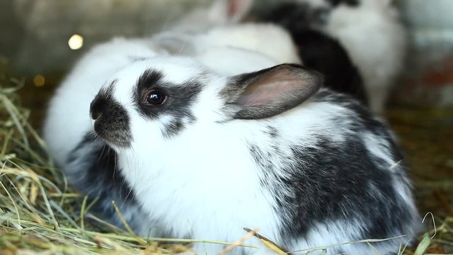 a small fluffy multicolored rabbit in a cage. Nest of small rabbits, a young brood of rabbits in the spring season. Pets