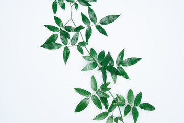 Green leaves on white background. Flat lay, top view, space.