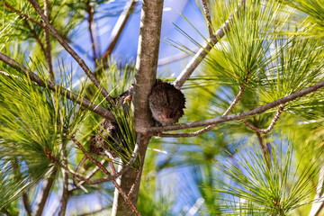 mammifères rongeurs laisser dans une arbre par un oiseau