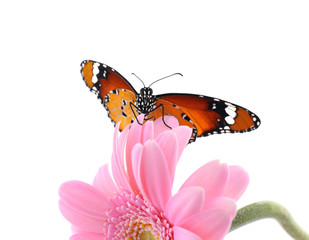 Flower with beautiful painted lady butterfly isolated on white