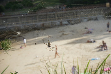 Spider on the cobweb, Bondi to Coogee walk