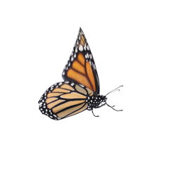 Fototapeta premium Beautiful fragile monarch butterfly isolated on white