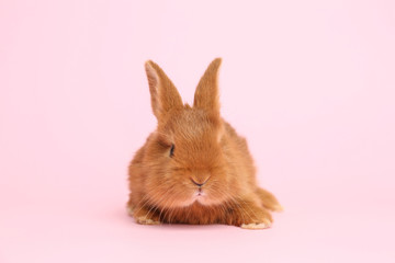 Adorable fluffy bunny on pink background. Easter symbol