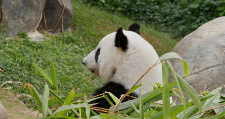 Big panda eat bamboo at park