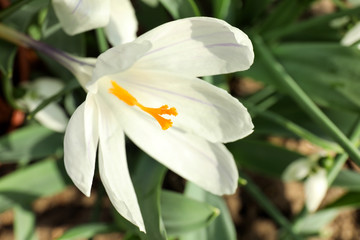 Beautiful crocus flower in garden, closeup. Spring season