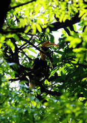 The great hornbill or great Indian hornbill or great pied hornbill spotted hidden in green branches of a tree in biodiversity park in Amba, western ghats Maharashtra India