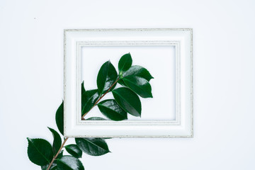 Green leaves with white photo frame on white background. Flat lay, top view, space.