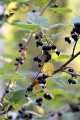 Multiple blackcurrant berries growing in bush located in a backyard of a Finnish summer cottage. Healthy and fresh berries full of vitamin c & other antioxidants. Can be eaten fresh or used for baking